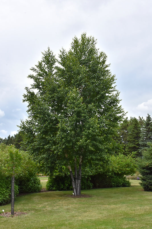 Arbres