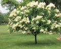 Lila Japonais Ivory Silk