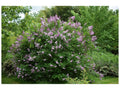 Lilas Velu