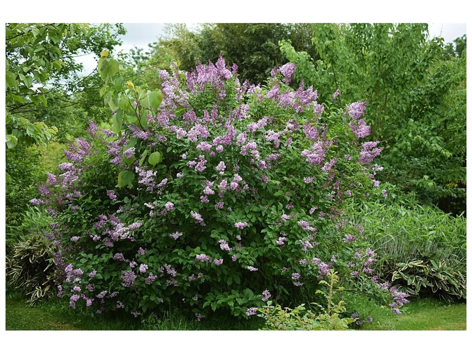 Lilas Velu