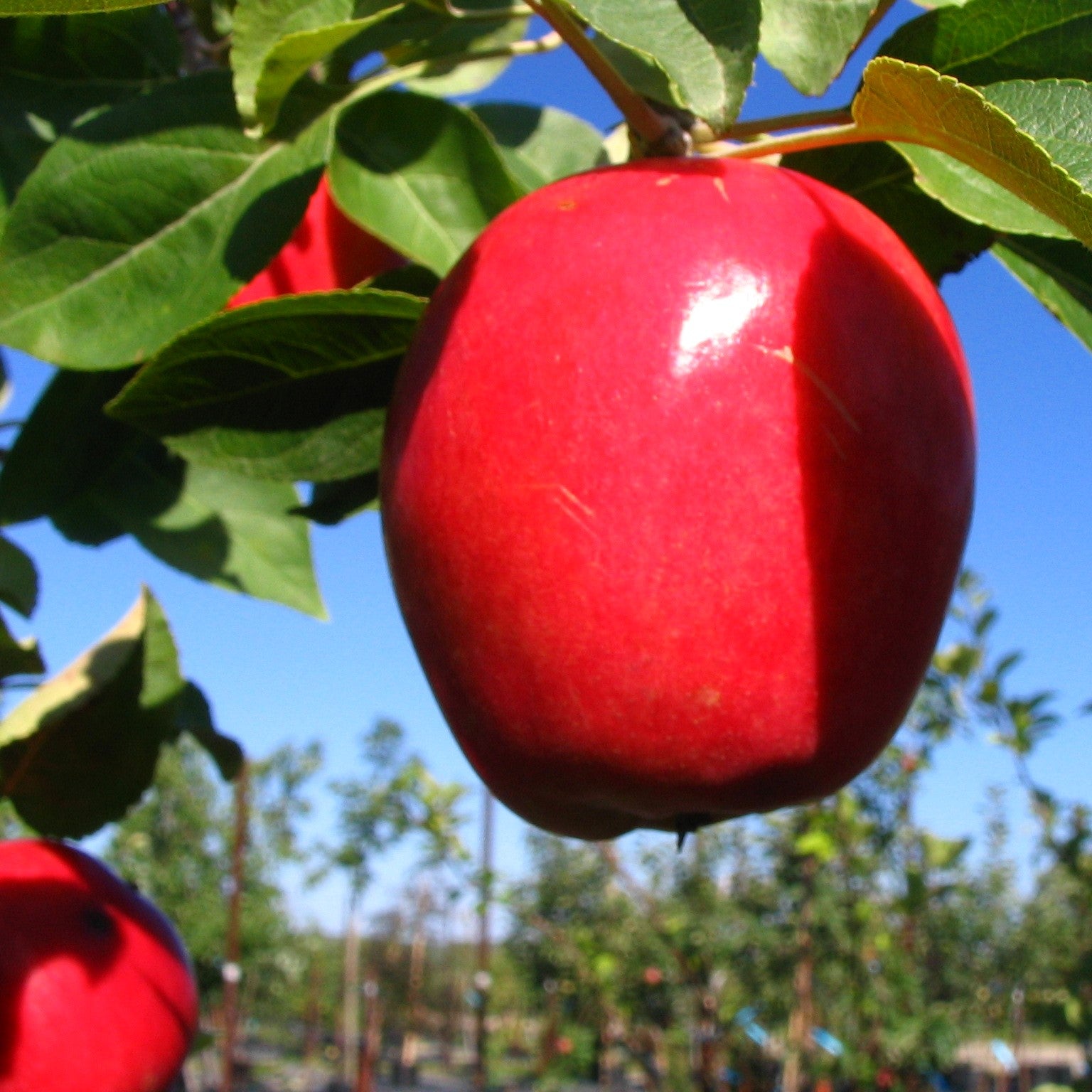 Pommier Rustique Norland